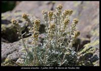 Artemisia-eriantha3
